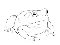 236x177 How To Draw A Toad Here Goes, Draw And Do