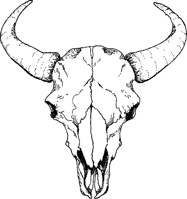 604x640 Drawn Cattle Buffalo
