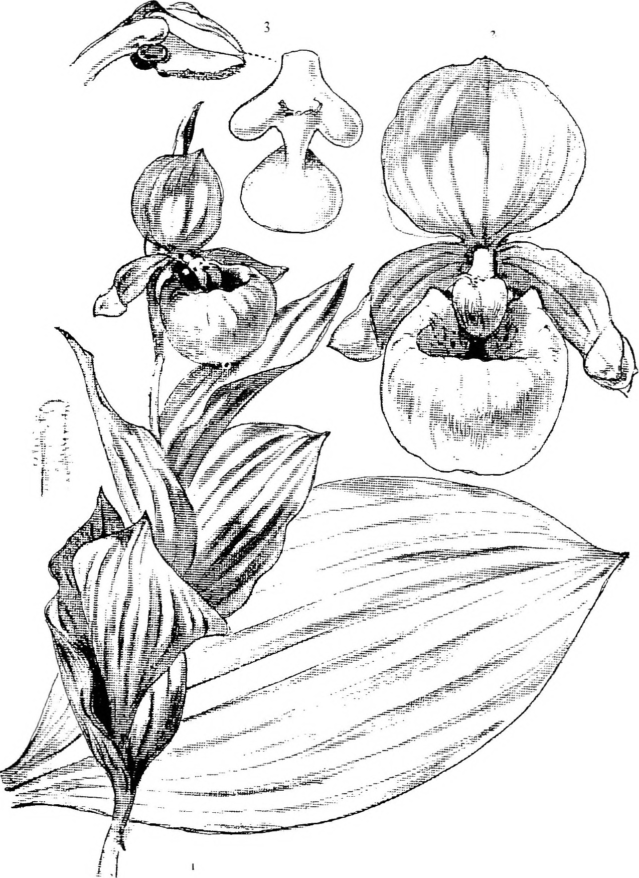 1274x1750 Fileour Native Orchids A Series Of Drawings From Nature Of All