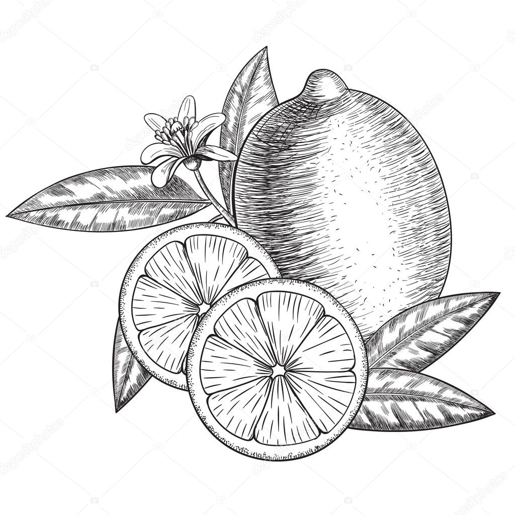 1024x1024 Vector Hand Drawn Lime Or Lemon. Whole , Sliced Pieces Half, Leave