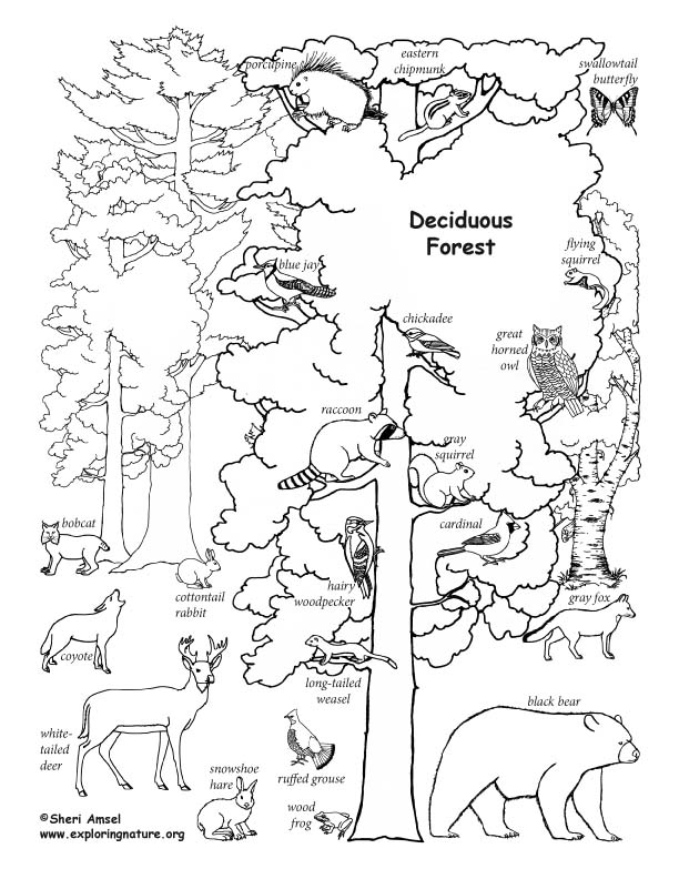 612x792 Draw A Deciduous Forest