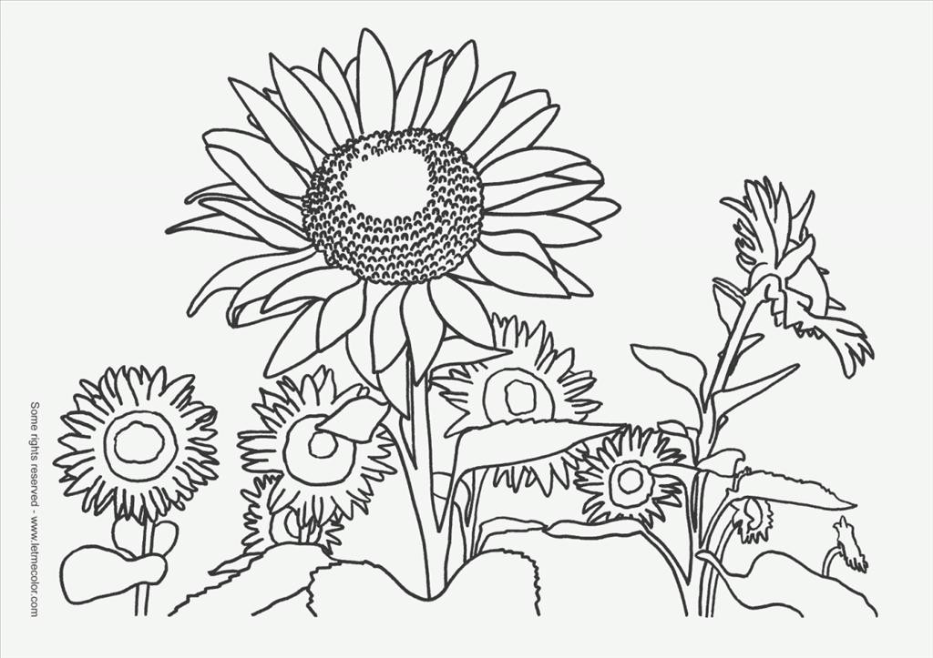 1024x723 Ideal Nature Coloring Pages Wallpapers Unknown Resolutions High