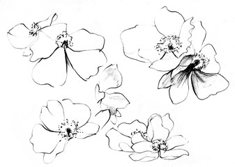 337x240 Search Photos By Tschertkova