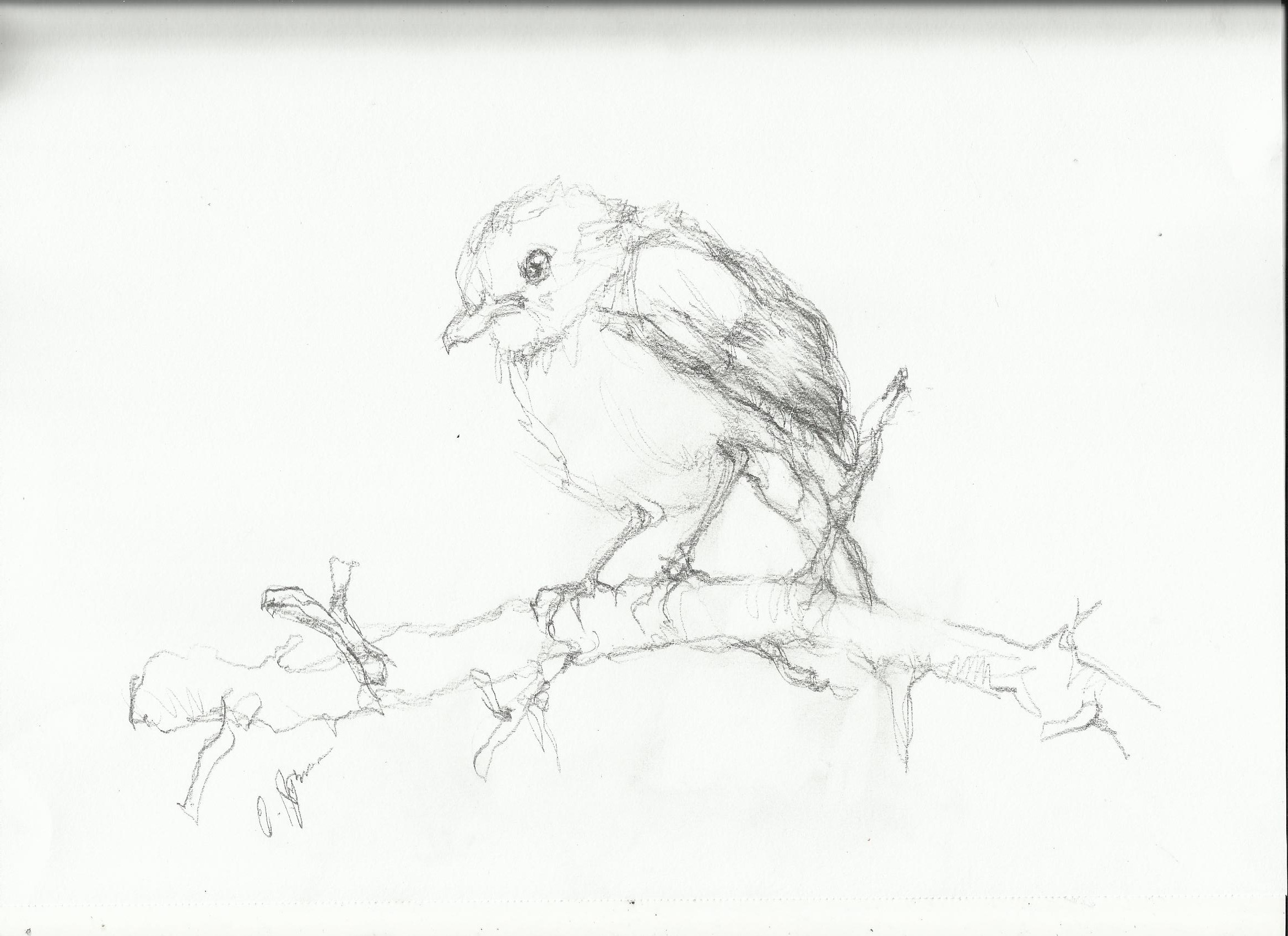 2338x1700 Bird Pencil Drawing Nightwithdeer