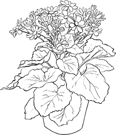 230x268 Drawing Nature How To Improve On Mother Nature's Forms