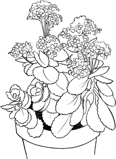 230x315 Drawing Nature How To Improve On Mother Nature's Forms