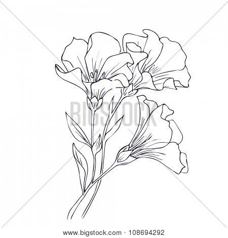 450x470 Drawn Nature Flower