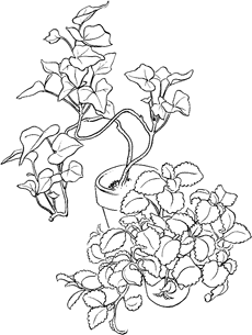 230x305 Drawing Amp Sketching Nature Drawing And Sketching