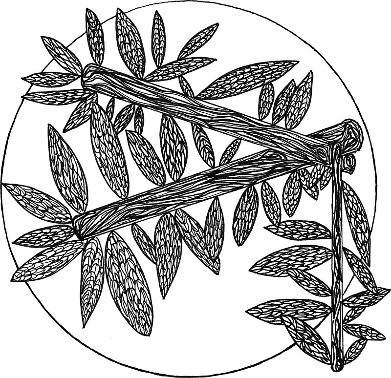 800x774 Minimal Nature Line Drawing