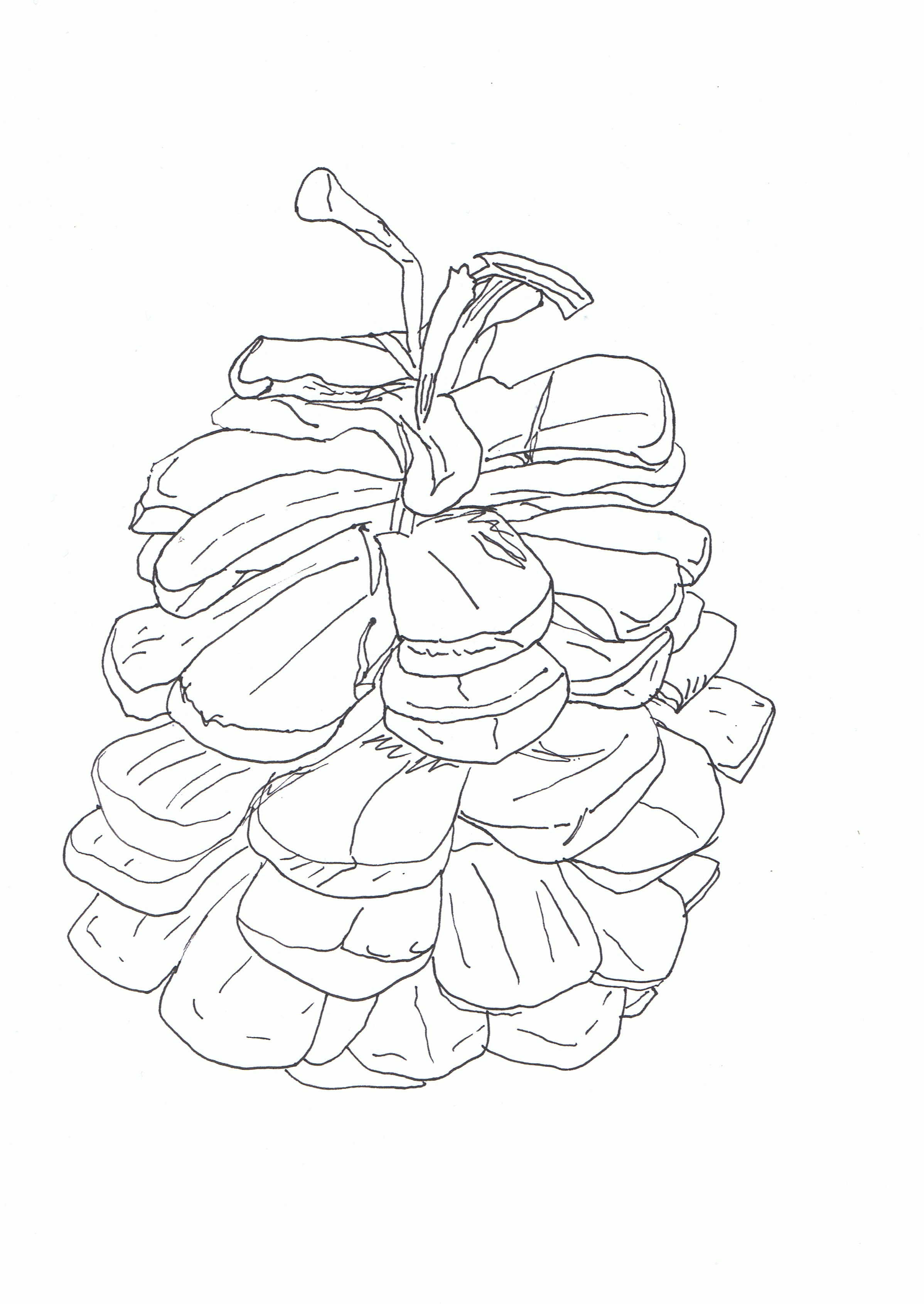 2396x3381 Part Two Observation In Nature Anitabowmanoca