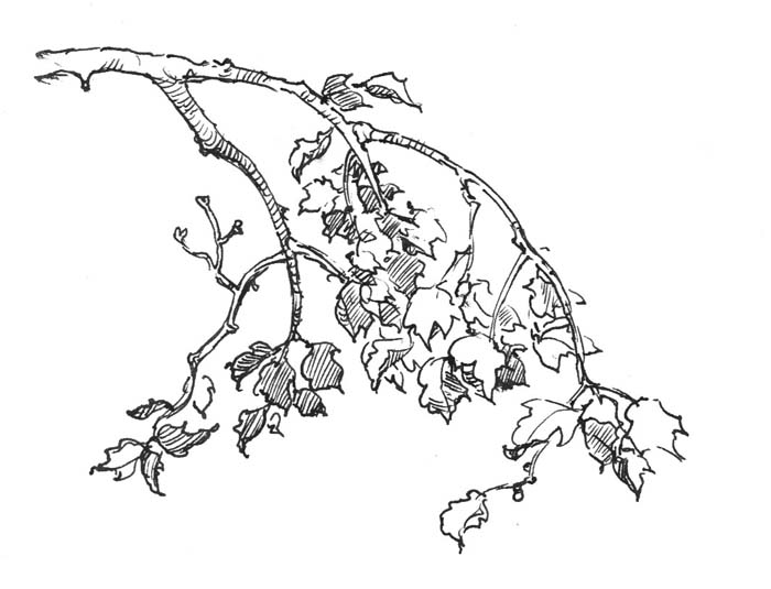 700x535 Nature Tattoos Drawing Trees