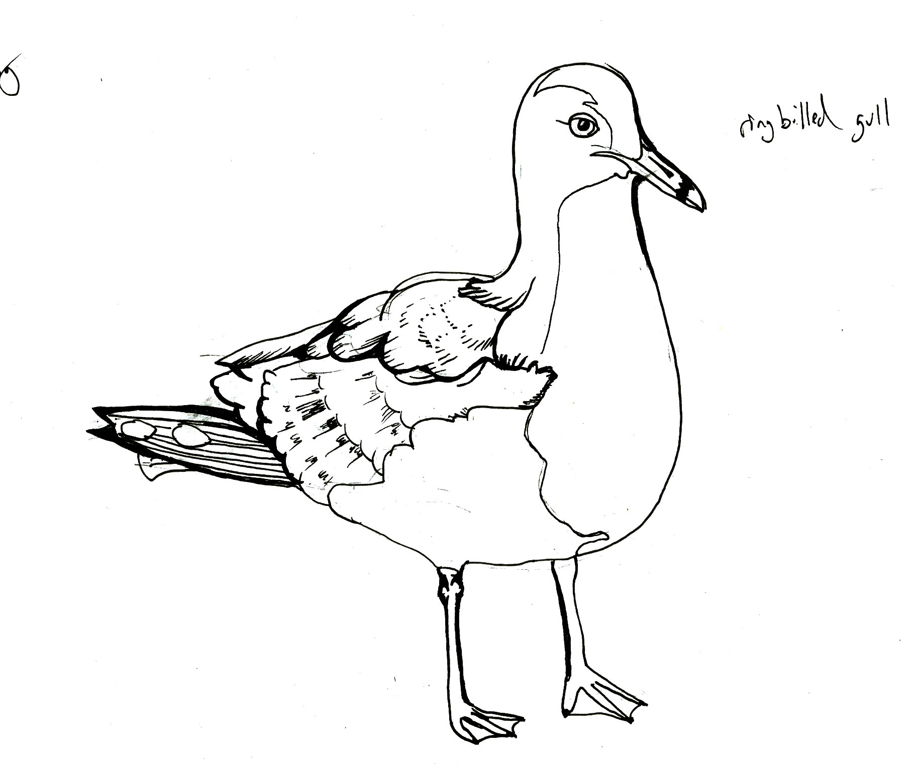 1835x1522 Seagull Illustration And Design