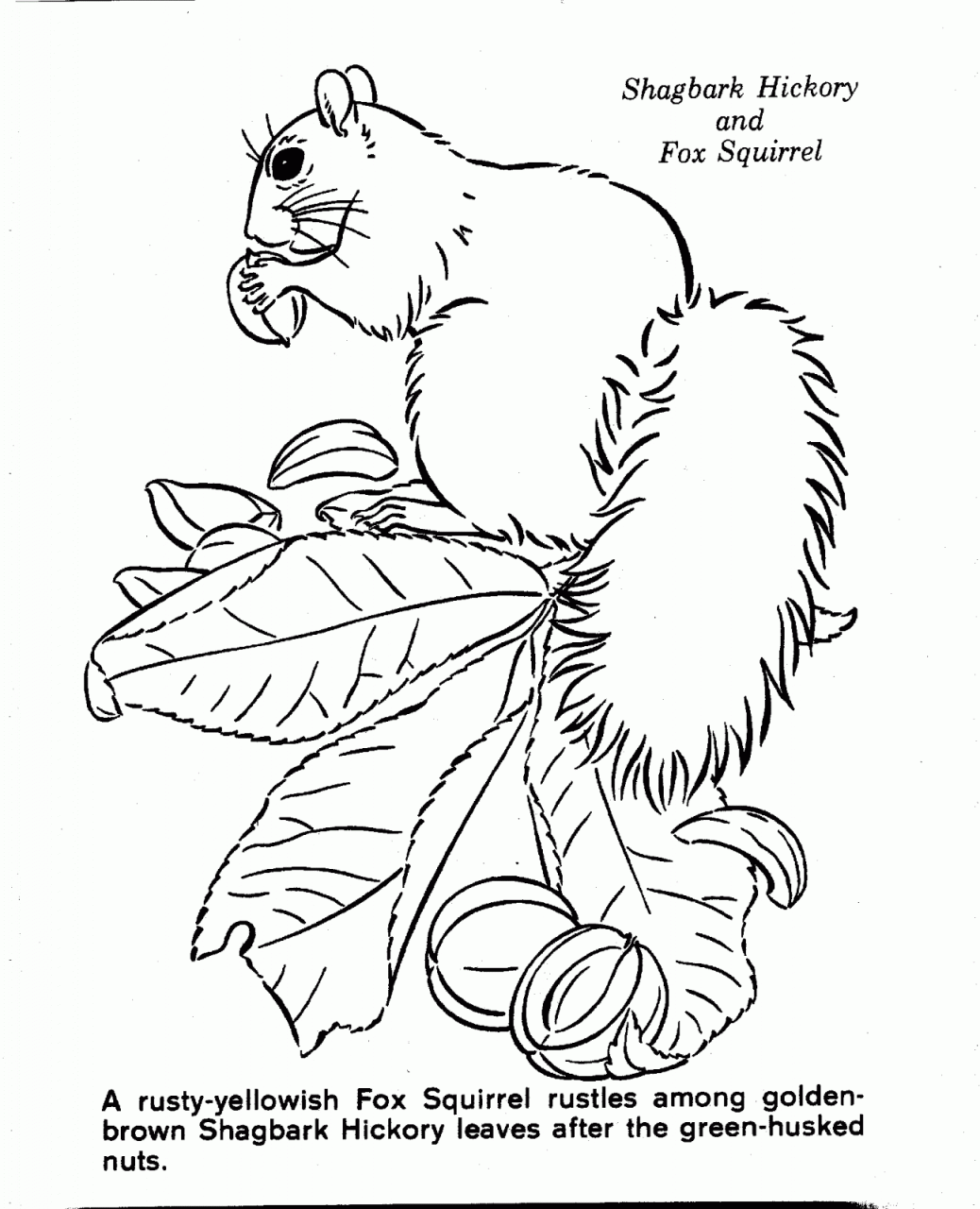 1038x1280 Nature Scene Coloring Pages