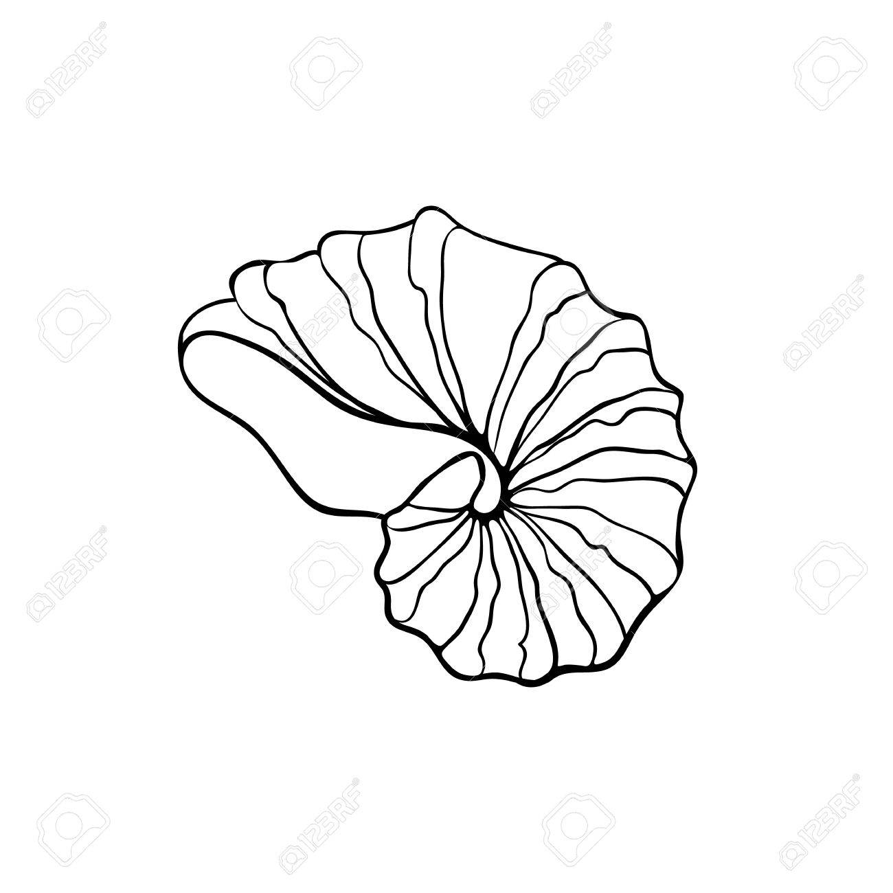 1300x1300 Hand Drawn Sea Shell. Nautilus Shell Outline. Seashell Icon