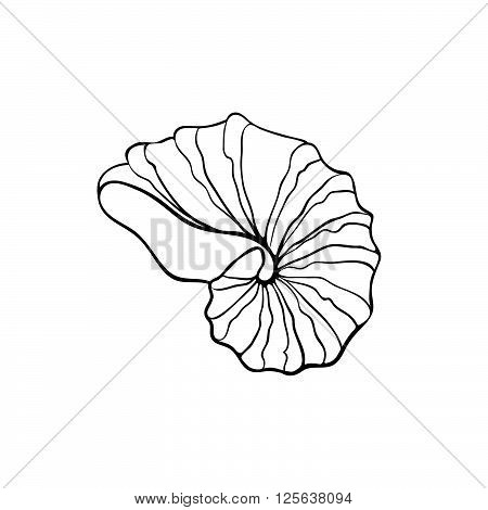 450x470 Hand Drawn Sea Shell. Nautilus Vector Amp Photo Bigstock