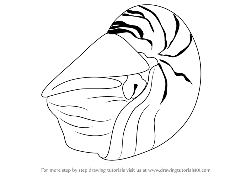 800x566 Learn How To Draw A Nautilus (Sea Water Animals) Step By Step
