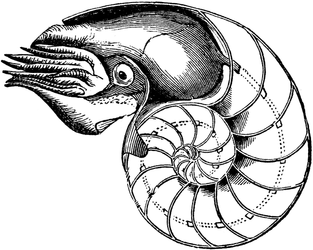 640x511 Nautilus Clipart Etc