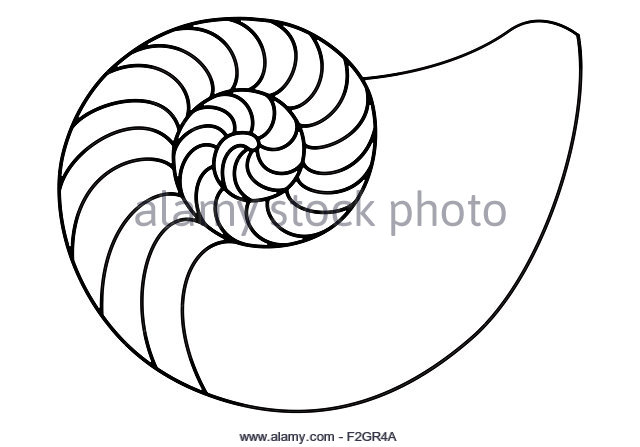 640x447 Nautilus Black And White Stock Photos Amp Images