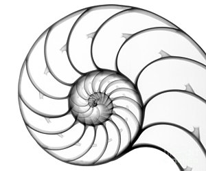 300x249 Nautilus Pompilius Art Fine Art America