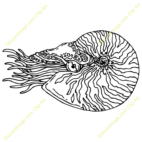 500x500 Nautilus Shell