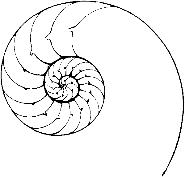 599x575 Black And White Image Of A Transversal Cut Of A Nautilus Pompilius