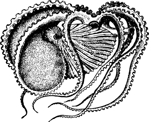 570x467 Vintage Beach Art Octopus Drawing @ Vintage Fangirl