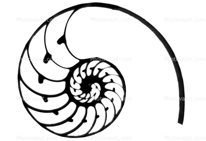 418x286 Cutaway Of A Nautilus Shell Silhouette Life Tattoo Ideas