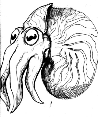 320x385 Nautilus Drawings On Paigeeworld. Pictures Of Nautilus