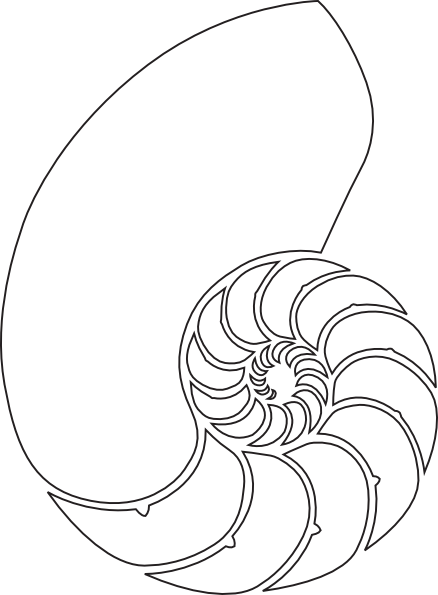 438x595 Nautilus Shell Drawing