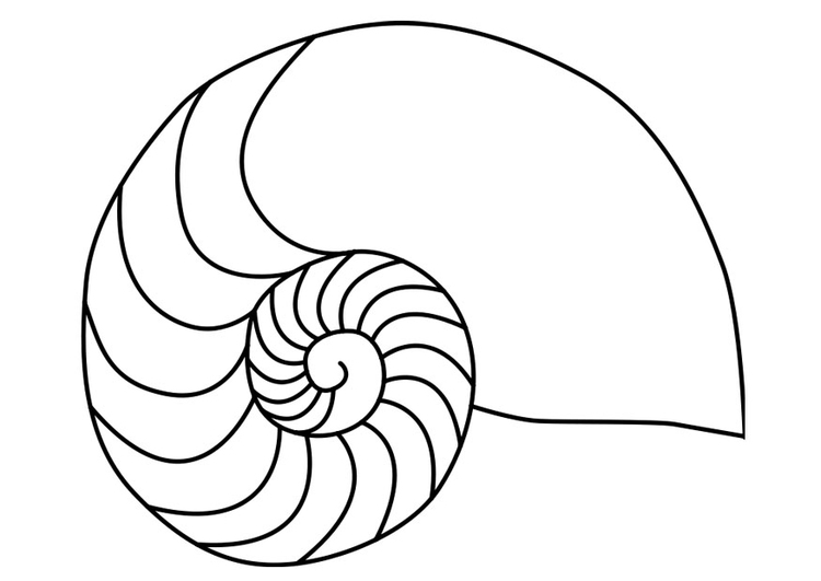 750x531 Coloring Page Nautilus Mollusc Squid