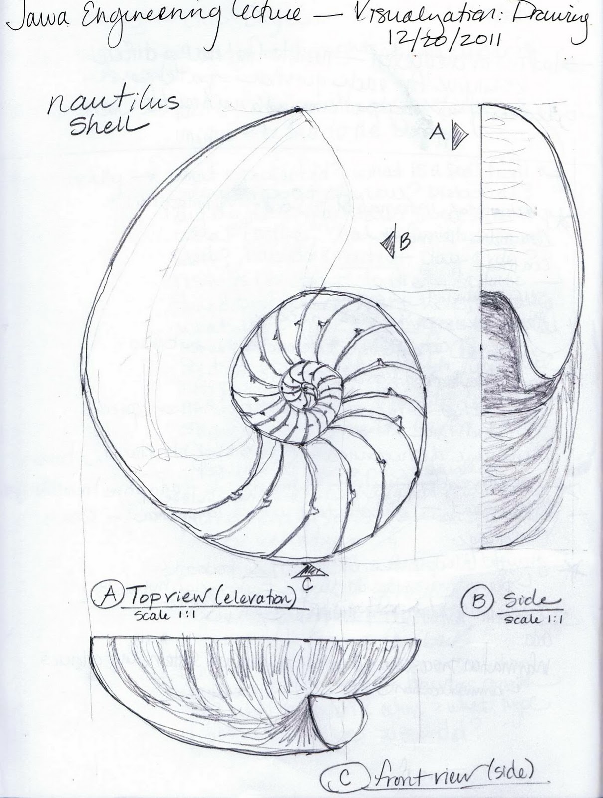 1210x1600 B Collaborative Drawing A Nautilus Shell