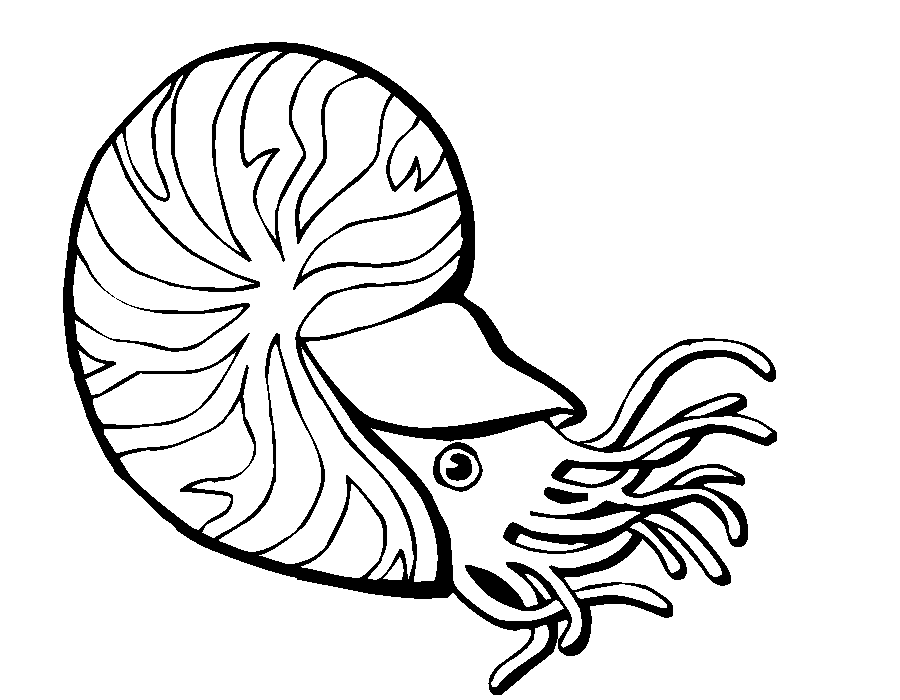 900x700 Drawn Snail Sea Snail