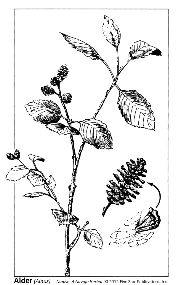 594x960 Traditional Foods And Medicine Navajo Herbs The Arizona