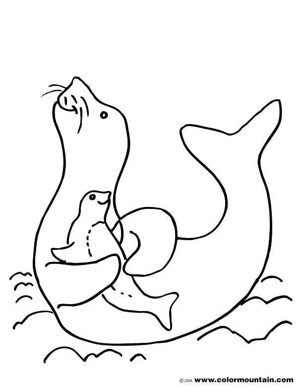 615x784 Seal Coloring Page