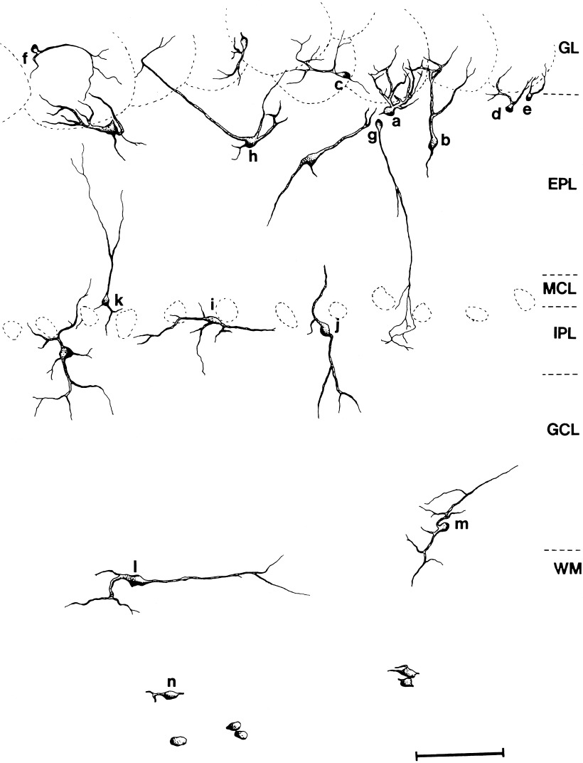 820x1072 Immunoreactive Elements To Nc In The Macaque Monkey Ob. A Low