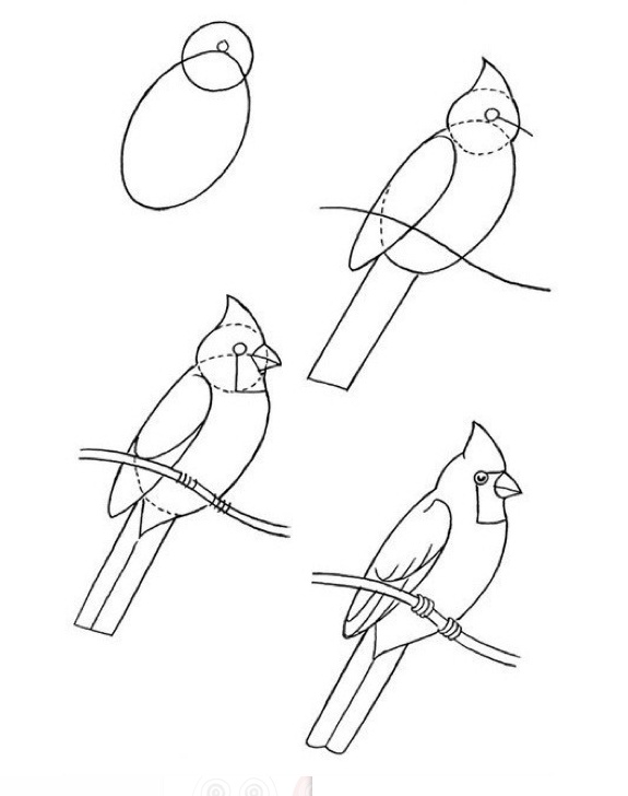 575x728 23 Best Draw A Picture Of A Bird Day (April 8th) Images