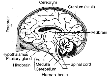 444x314 Draw A Neat Diagram Of Human Brain