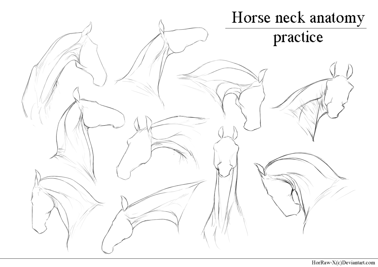 1280x905 Horse Neck Anatomy Practice By Horraw X