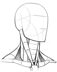 200x250 How To Draw Neck Muscles Form Proko