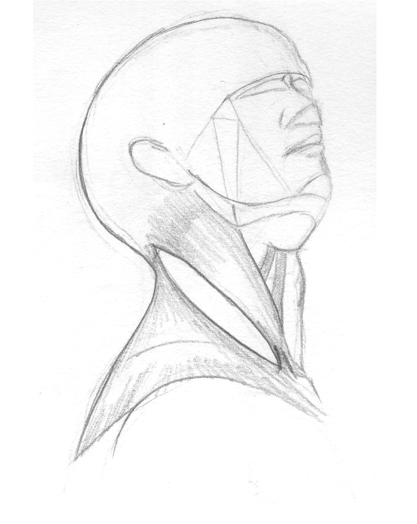 843x1059 Neck Muscles Rachel Carter