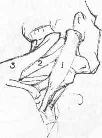 204x275 Back Of The Neck