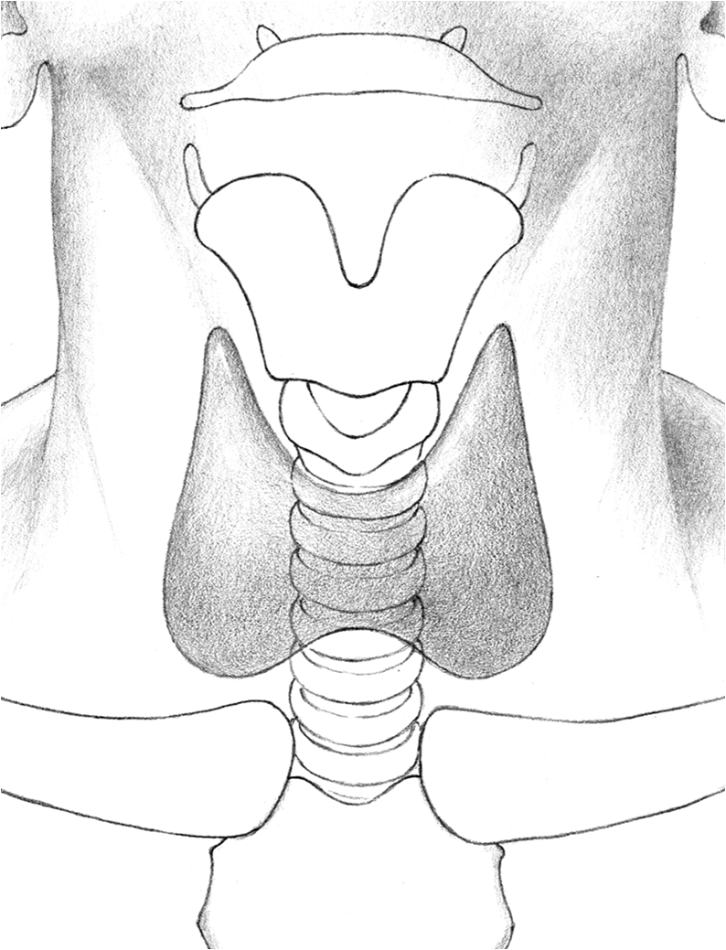 794x1039 What Is A Thyroidectomy Thyroid Doctor In Washington Dc Dc