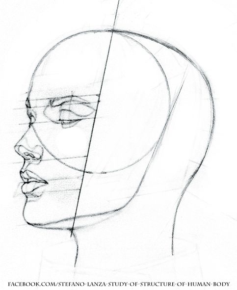 Neck Drawing at GetDrawings | Free download