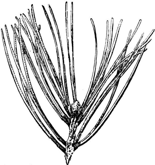 601x640 Pine Needle Clipart Etc