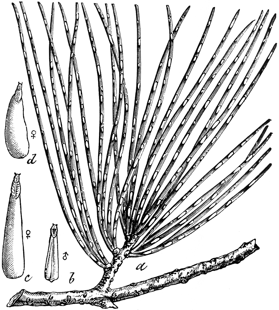 919x1024 Pine Needle Scale Clipart Etc