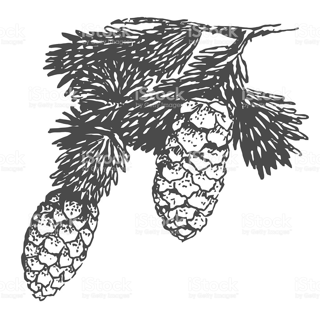 1024x1024 Drawn Pine Cone Pine Needle