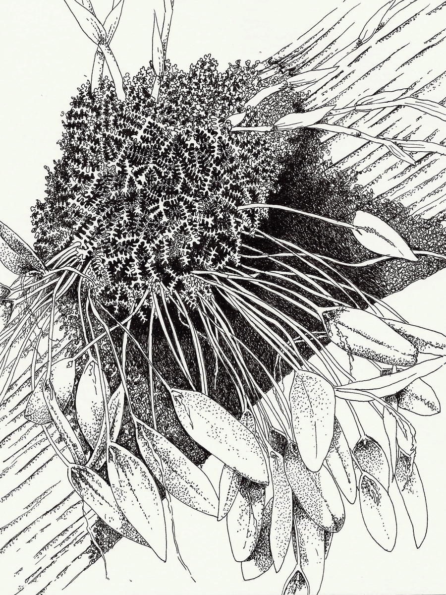 900x1200 Botanical Drawing Botanical Drawings, Negative Space And Drawings