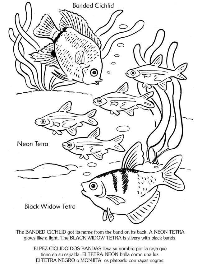 650x852 Welcome To Dover Publications Coloring Pages~4 Kids