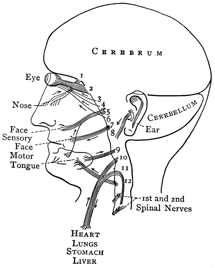 823x1024 Distribution Of The Cranial Nerves Clipart Etc