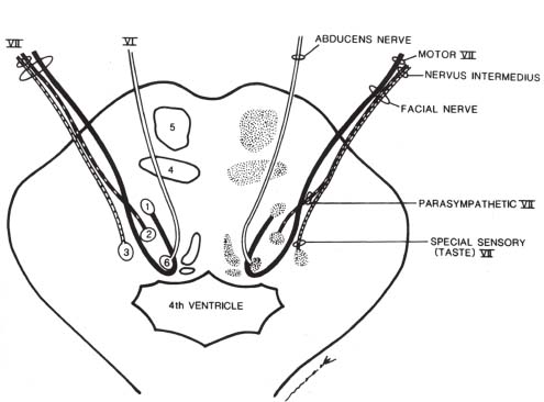 495x366 Facial Nerve Radiology Key